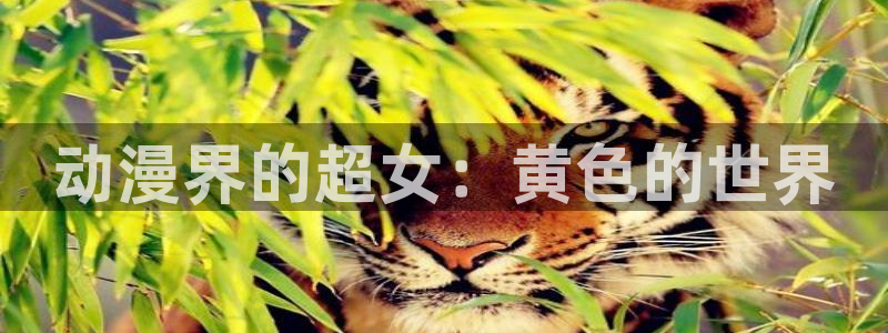 可以看里番的动漫网